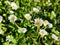 Flowers field - beautiful daisy flowers in the garden - Bellis perennis