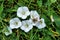 Flowers of field bindweed