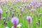 Flowers field of blooming blazing stars or Liatris