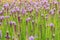 Flowers field of blooming blazing stars or Liatris