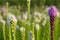 Flowers field of blooming blazing stars or Liatris