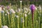 Flowers field of blooming blazing stars or Liatris