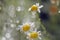 Flowers field chamomile after the rain in the rays of the setting sun