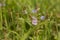 Flowers field close-up, in the meadow in the summer