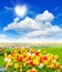 Flowers field with colorful assorted tulips