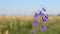 Flowers of field larkspur