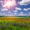 Flowers field on a perfect blue sky background with clouds. rural landscape