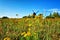 Flowers field at Post Mill in Pudagla on the island of Usedom