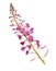 Flowers of fireweed