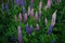 Flowers of Fireweed, Chamaenerion angostifolium