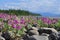 Flowers of fireweed on the cobblestones by river.