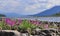 Flowers of fireweed on the cobblestones by river.