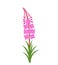 Flowers of fireweed. Rosebay willowherb. Chamaenerion angustifolium logo. Isolated fireweed on white background