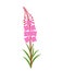 Flowers of fireweed. Rosebay willowherb. Chamaenerion angustifolium logo. Isolated fireweed on white background