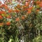 The flowers of Flame tree and mango tree with fruits