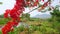 The flowers of flame tree, Pai, Thailand