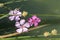 Flowers floating by the river bank