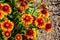 Flowers and flora from Wanaka New Zealand; Firewheel Blanketflower, indian blanketflower, Gaillardia pulchella