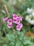 Flowers floral blooming pink closeup