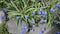 Flowers on a flower bed in the garden. Blue small flowers