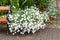 Flowers on flowerbed in park in Reykjavik