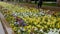 Flowers on the flowerbed. There is a fine rain. People are rushing to work.