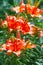 Flowers on the flowerbed. The tiger lily (Lilium lancifolium or