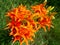 Flowers on the flowerbed. The tiger lily (Lilium lancifolium or