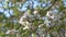 Flowers of flowering dogwood under blue sky