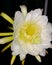 flowers from flowering dragon fruit plants bloom at night.