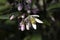 Flowers on a flowering lemon tree in green foliage close up