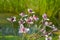 Flowers of the flowering rush, white with a pink tinge