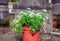 Flowers in a flowerpot