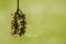 Flowers and flying spores of Taxodium distichum tree, bald cypress