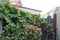 Flowers and foliage growing around house, Lilac on the wall