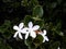 Flowers and foliage of Madagascar jasmine.