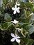 Flowers and foliage of Madagascar jasmine.