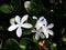 Flowers and foliage of Madagascar jasmine.