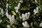 Flowers and foliage of Prunus Laurocerasus.