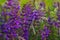 Flowers of the forest sage, Salvia nemorosa, close-up. Background of Salvia nemorosa, a salvia with beautiful purple flowers.