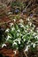 flowers forest, snowdrops white