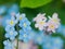 Flowers forget-me-nots blue and pink as a concept of boy and girl attitude of the sexes of love and harmonious relations