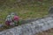 Flowers on the forgotten grave.