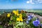 Flowers at Forli Italy near the sea