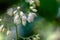 Flowers of a fragrant epaulette tree, Pterostyrax hispida