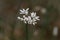 Flowers of Fragrant-flowered Garlic Allium ramosum