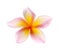 Flowers frangipani (plumeria) isolated on white background