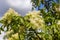 The flowers of Fraxinus ornus