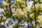 The flowers of Fraxinus ornus