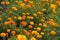 Flowers of french marigold in shades of orange